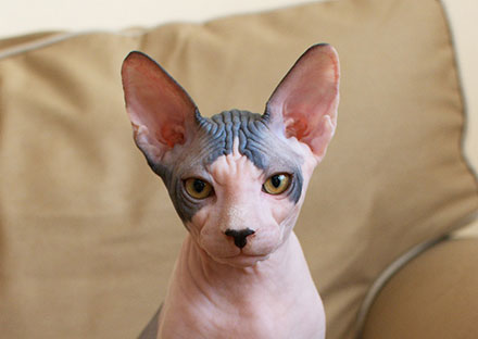 Grey sphynx cat cheap